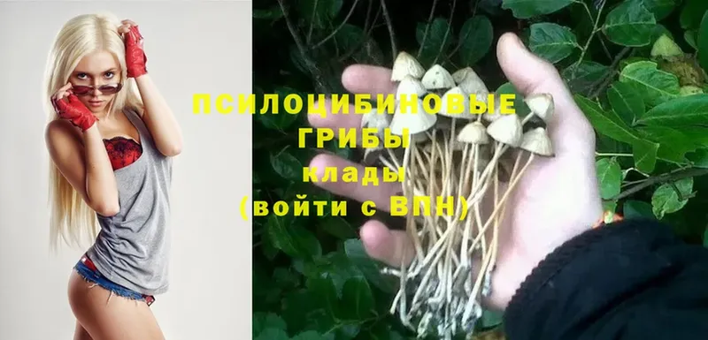 купить наркотики цена  Полевской  Галлюциногенные грибы Magic Shrooms 